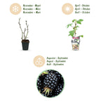 Rubus 'Black Satin' (braam) – 6 planten, Ø9 cm, 35 cm hoog