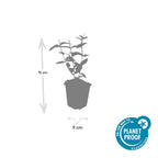 Hypericum inodorum (hjortemønje) – 24 planter, Ø9 cm, 10–25 cm høje
