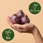 Hyacintenmix – 80 bloembollen (bolmaat 14/15)