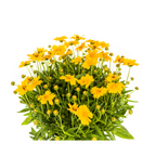 Coreopsis grandiflora (mælkebøtte) – Ø19 cm, 50–60 cm høj