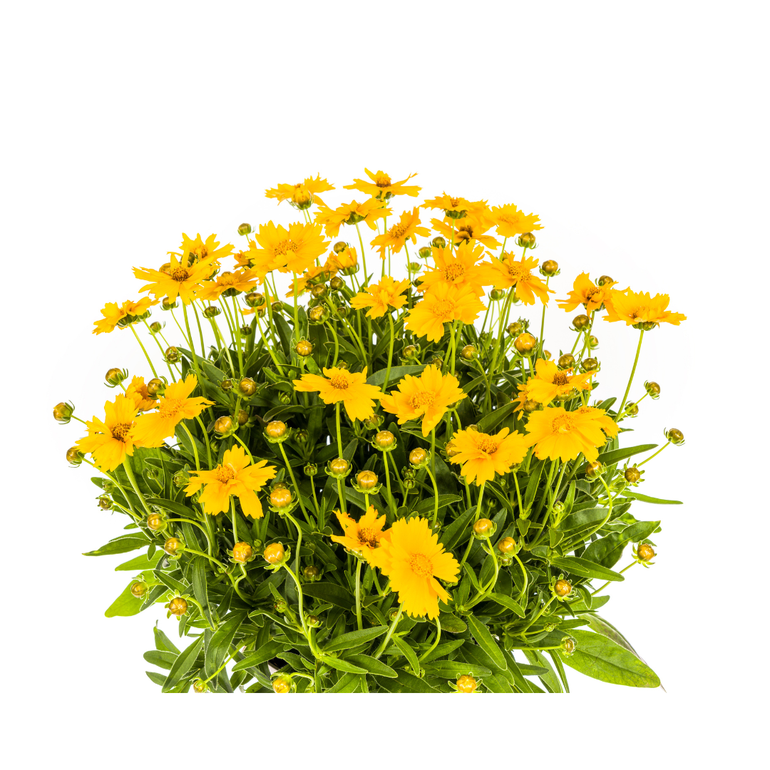 Coreopsis grandiflora (mælkebøtte) – Ø19 cm, 50–60 cm høj – billede 2