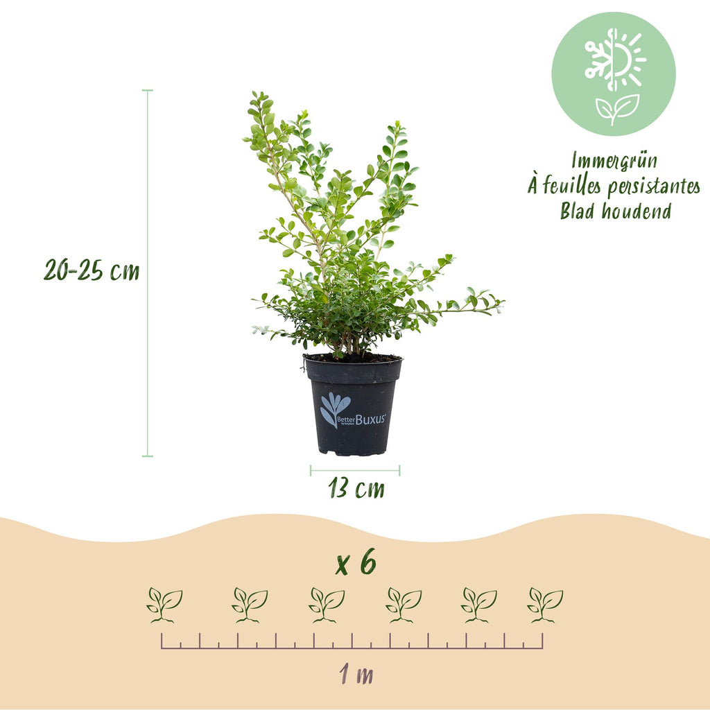 Buxus – 12 Pflanzen, Ø 13 cm, 30–35 cm hoch