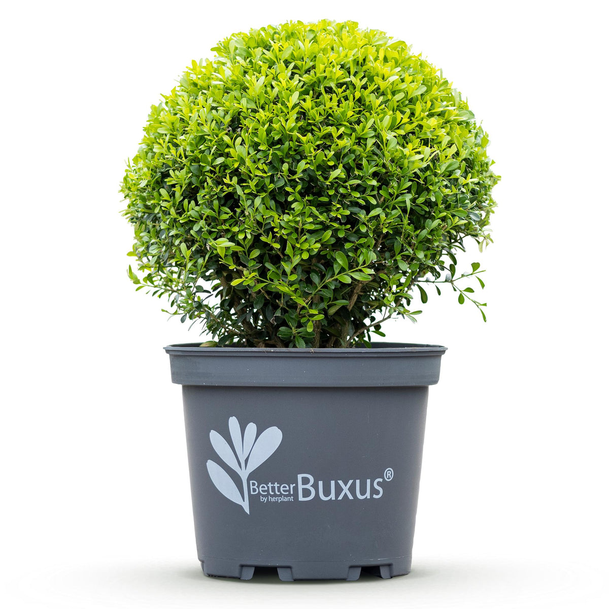 Buxus – 2 Pflanzen, Ø 26 cm, 30 cm hoch