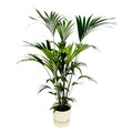 Kentia-Palme (Howea) in Greenville Rund-Übertopf weiß – Ø 30 cm, 160 cm hoch