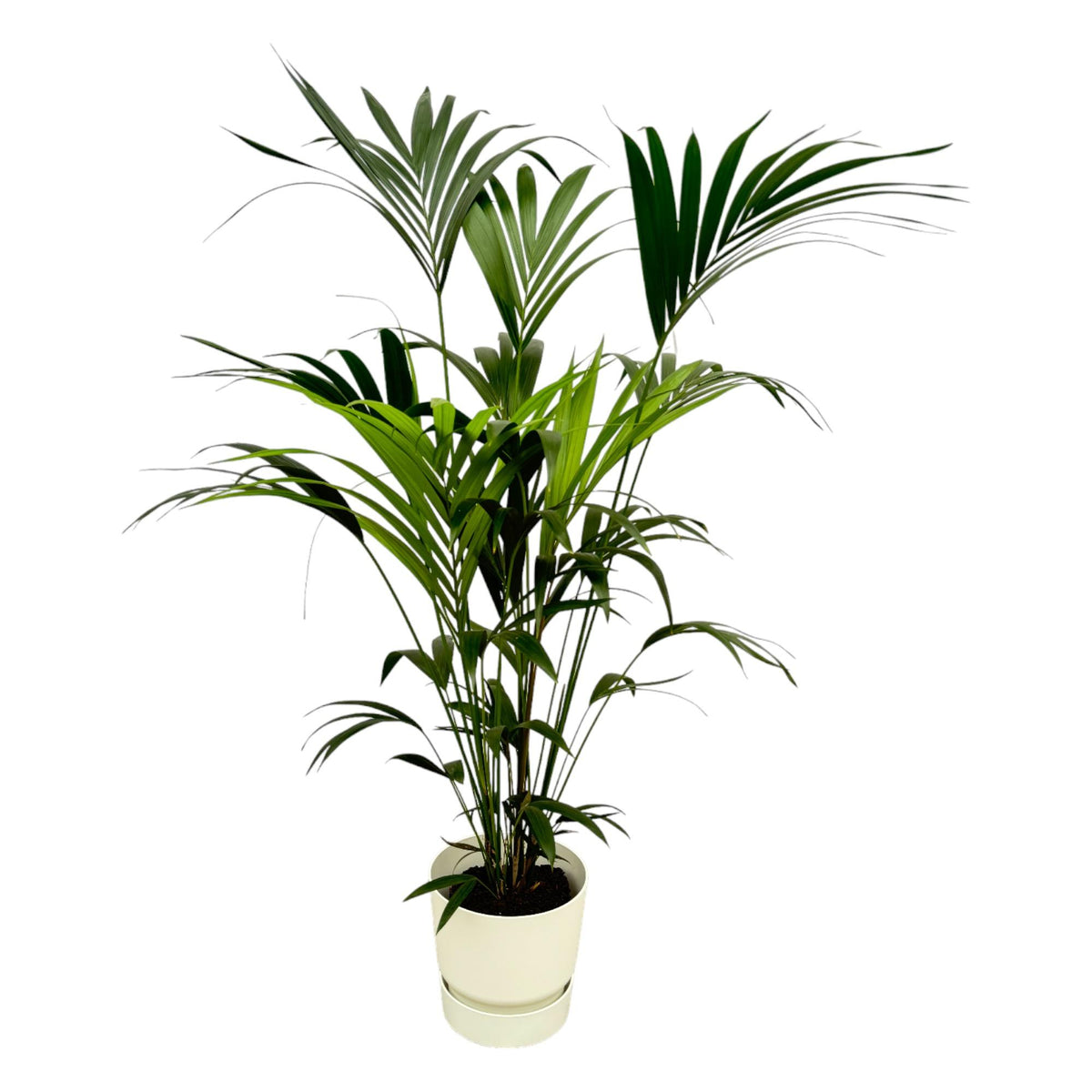 Kentia-palms (Howea) i Greenville Round-prydnadsfådd vit – Ø30 cm, 160 cm hög