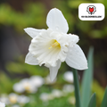 Narcisse 'Snow Baby' – 20 bulbes