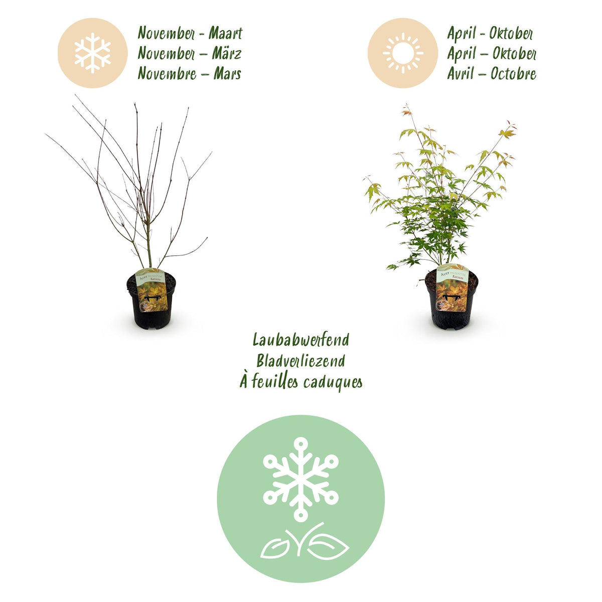 Acer palmatum 'Katsura' (Japanse esdoorn) – oranje – Ø19 cm, 70 cm hoog