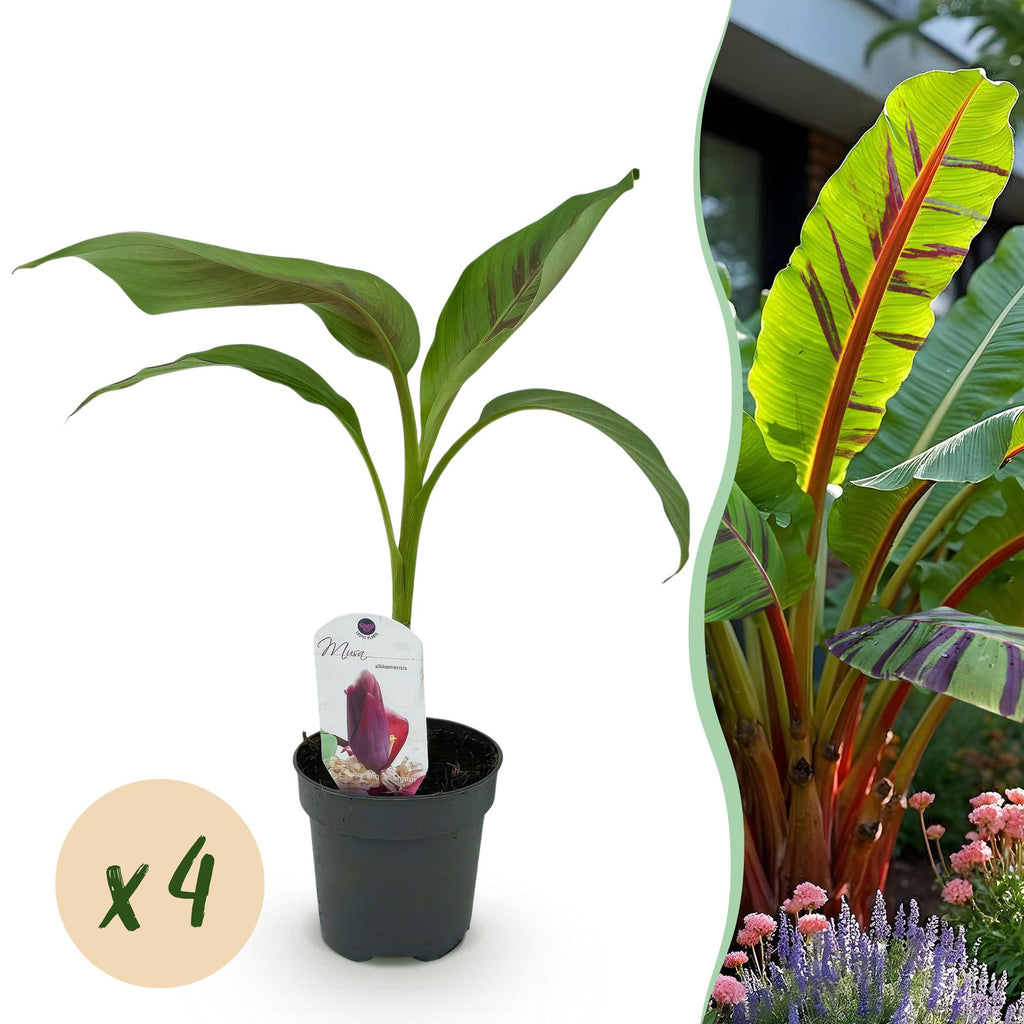 Musa sikkemensis 'Red Tiger' (banana plant) – 4 plants, Ø12 cm, 30 cm high