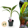 Musa sikkemensis 'Red Tiger' (banana plant) – 4 plants, Ø12 cm, 30 cm high