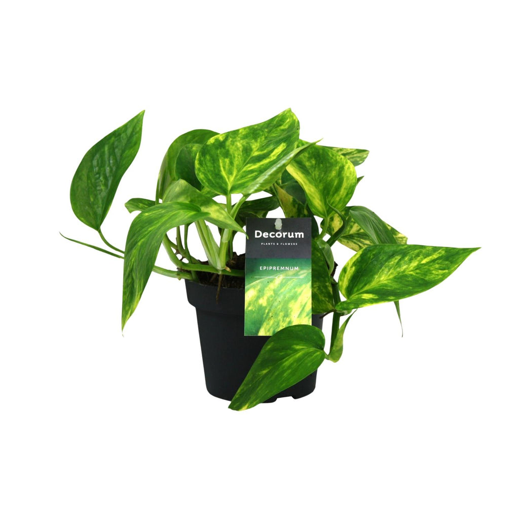 Epipremnum (scindapsus) – Ø12 cm, 20 cm hoog