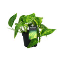 Epipremnum (scindapsus) – Ø12 cm, 20 cm hoog
