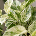 Epipremnum Marble Variegata (Scindapsus) – Ø 12 cm, 20 cm hoch
