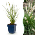 Pennisetum alop. 'Little Bunny' (Lampenputzergras) – Ø11 cm, 15–25 cm hoch