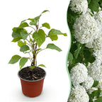 Hydrangea arborescens 'Annabelle' (Rispenhortensie) – weiß – Ø 12 cm, 20–30 cm hoch