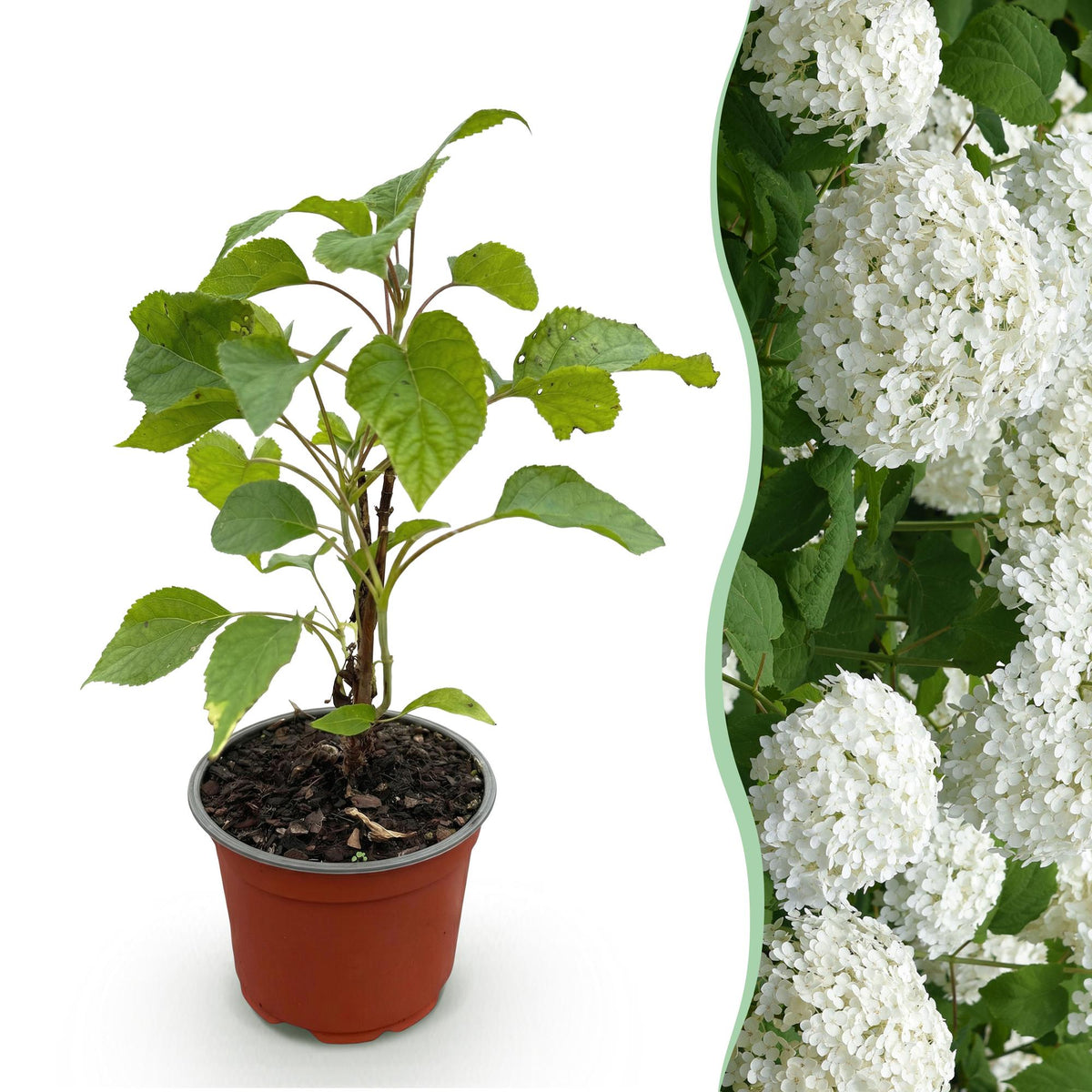 Hydrangea arborescens 'Annabelle' (Rispenhortensie) – weiß – Ø 12 cm, 20–30 cm hoch