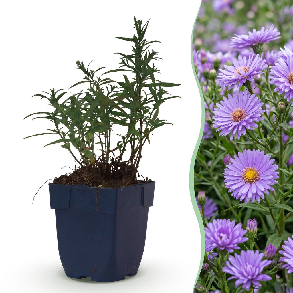 Aster 'Mittelmeer' – lila – Ø11 cm, 15–25 cm hoch