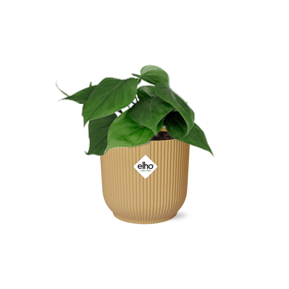 Philodendron scandens in ELHO Vibes Fold 14cm geel – 25 cm hoog