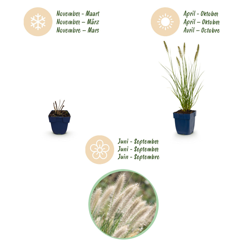 Pennisetum alop. 'Hameln' (fountain grass) – 6 plants, Ø11 cm, 15–25 cm high – photo 4