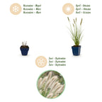 Pennisetum alop. 'Hameln' (fountain grass) – 6 plants, Ø11 cm, 15–25 cm high