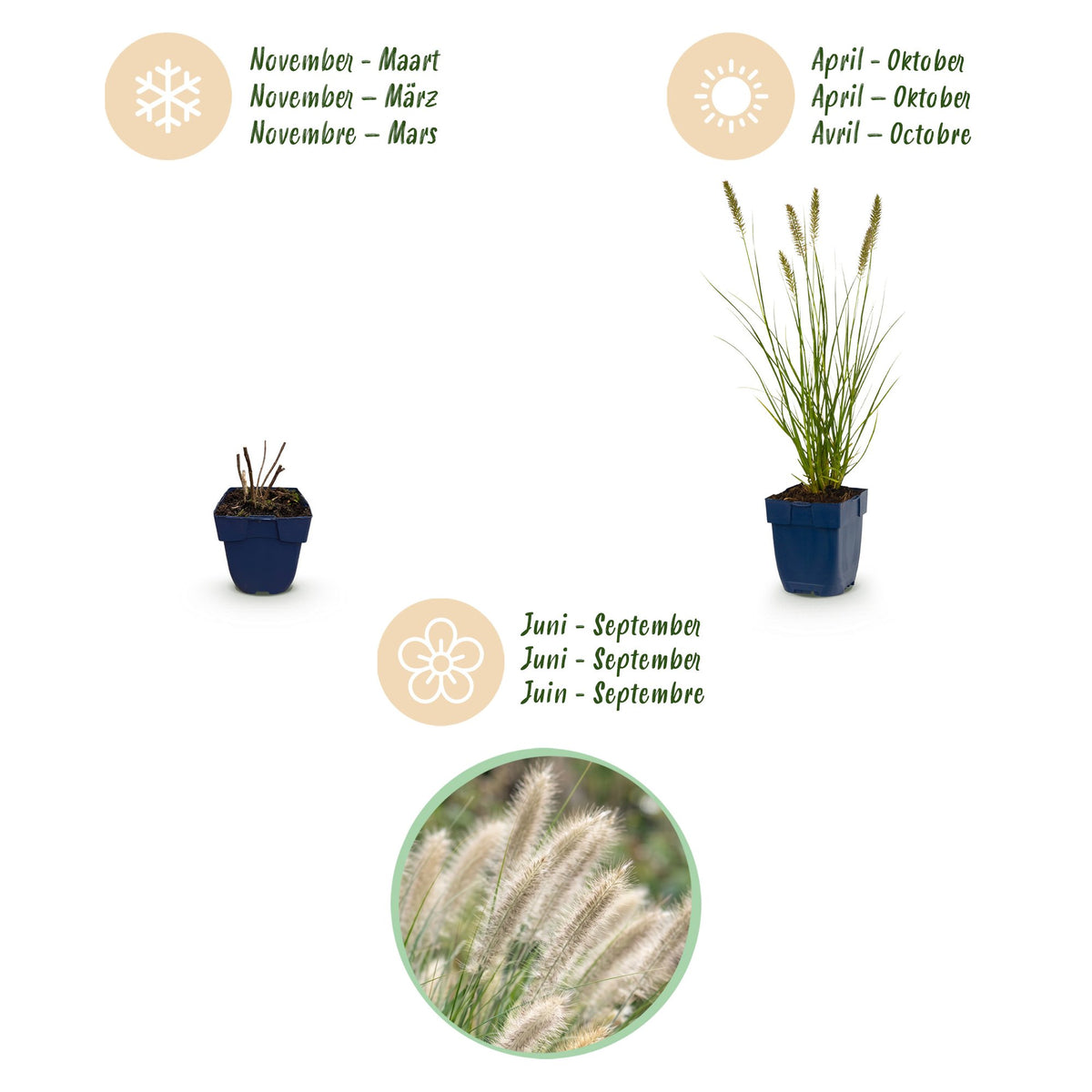 Pennisetum alop. 'Hameln' (fountain grass) – 6 plants, Ø11 cm, 15–25 cm high – photo 4