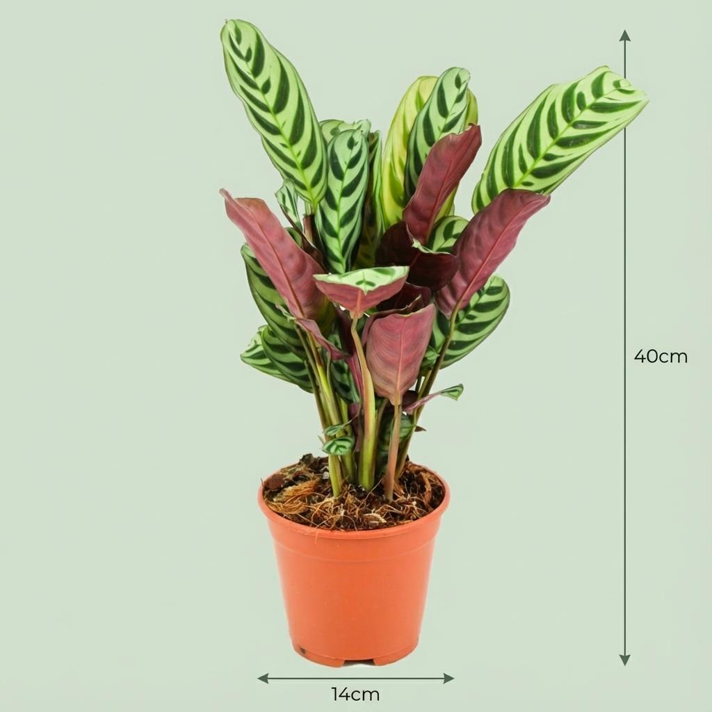 Ctenanthe Burle-Marxii (visgraatplant) – Ø14 cm, 35–40 cm hoog