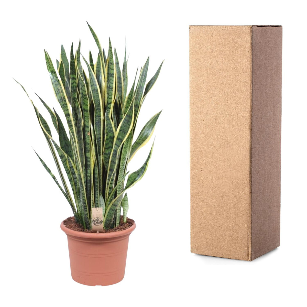 Sansevieria Laurentii (vrouwentong) – Ø35 cm, 100 cm hoog