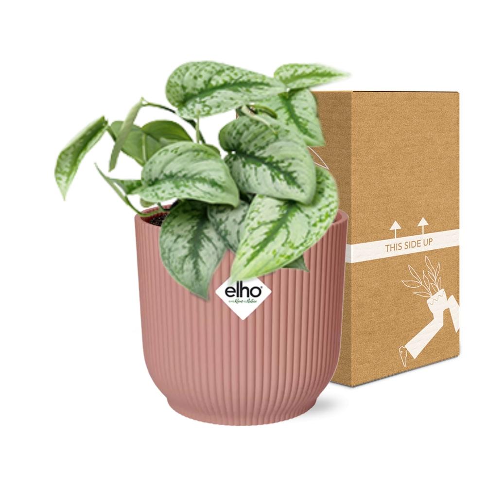 Scindapsus pictus ‘Trebie’ in ELHO Vibes Fold 14cm roze – 20 cm hoog – foto 5