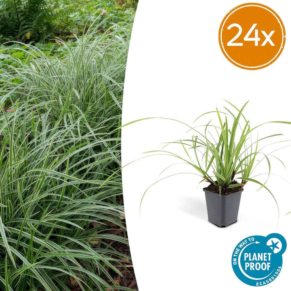 Carex morrowii 'Ice Dance' (Segge) – 24 Pflanzen, Ø9 cm, 10–25 cm hoch
