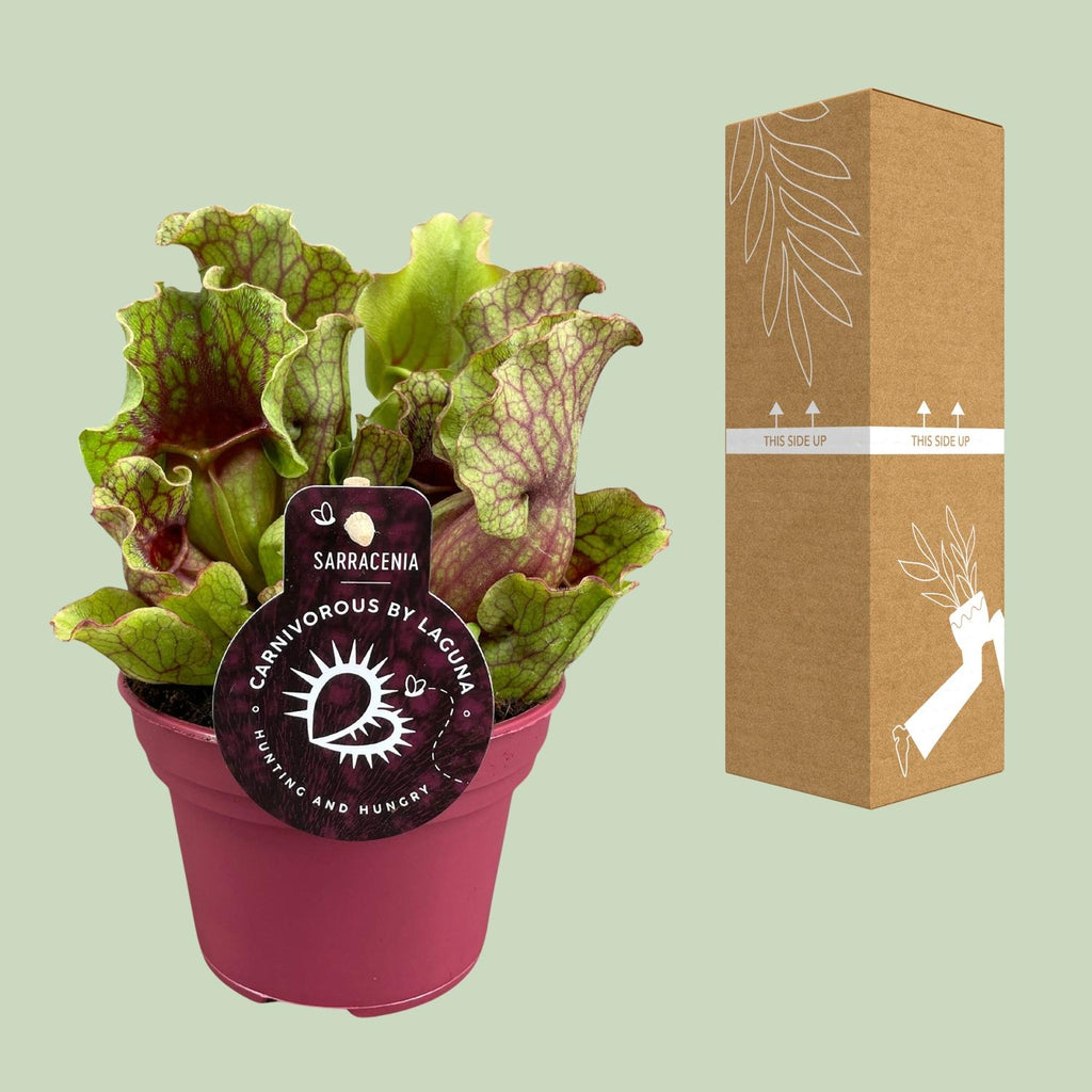 Sarracenia (trompetbægerplante) – Ø12 cm, 20 cm høj – art. 13938