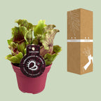 Sarracenia (trompetbægerplante) – Ø12 cm, 20 cm høj – art. 13938