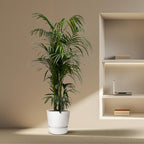 Kentia-Palme (Howea) – Ø 30 cm, 210 cm hoch
