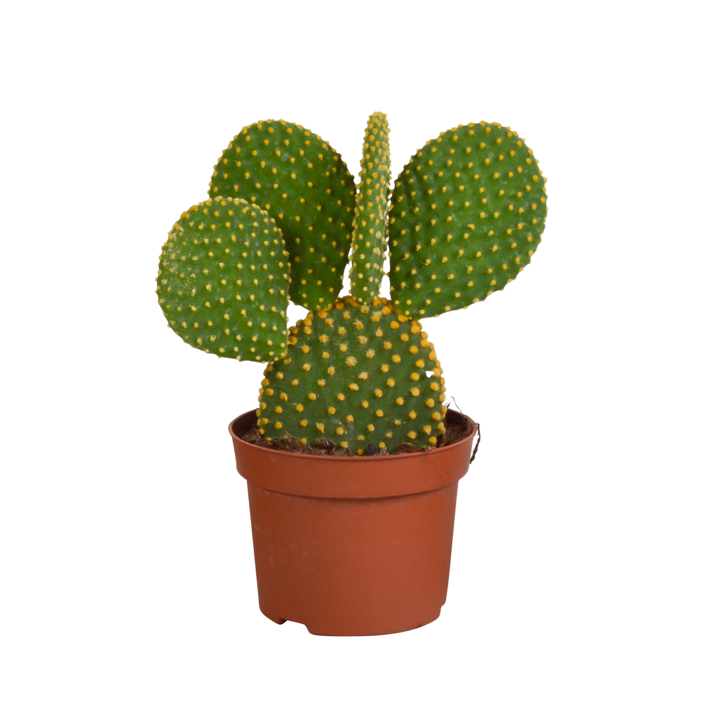 Opuntia microdasys (schijfcactus) zonder sierpot – Ø12 cm, 12 cm hoog