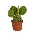 Opuntia microdasys (schijfcactus) zonder sierpot – Ø12 cm, 12 cm hoog