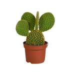Opuntia microdasys (schijfcactus) zonder sierpot – Ø12 cm, 12 cm hoog