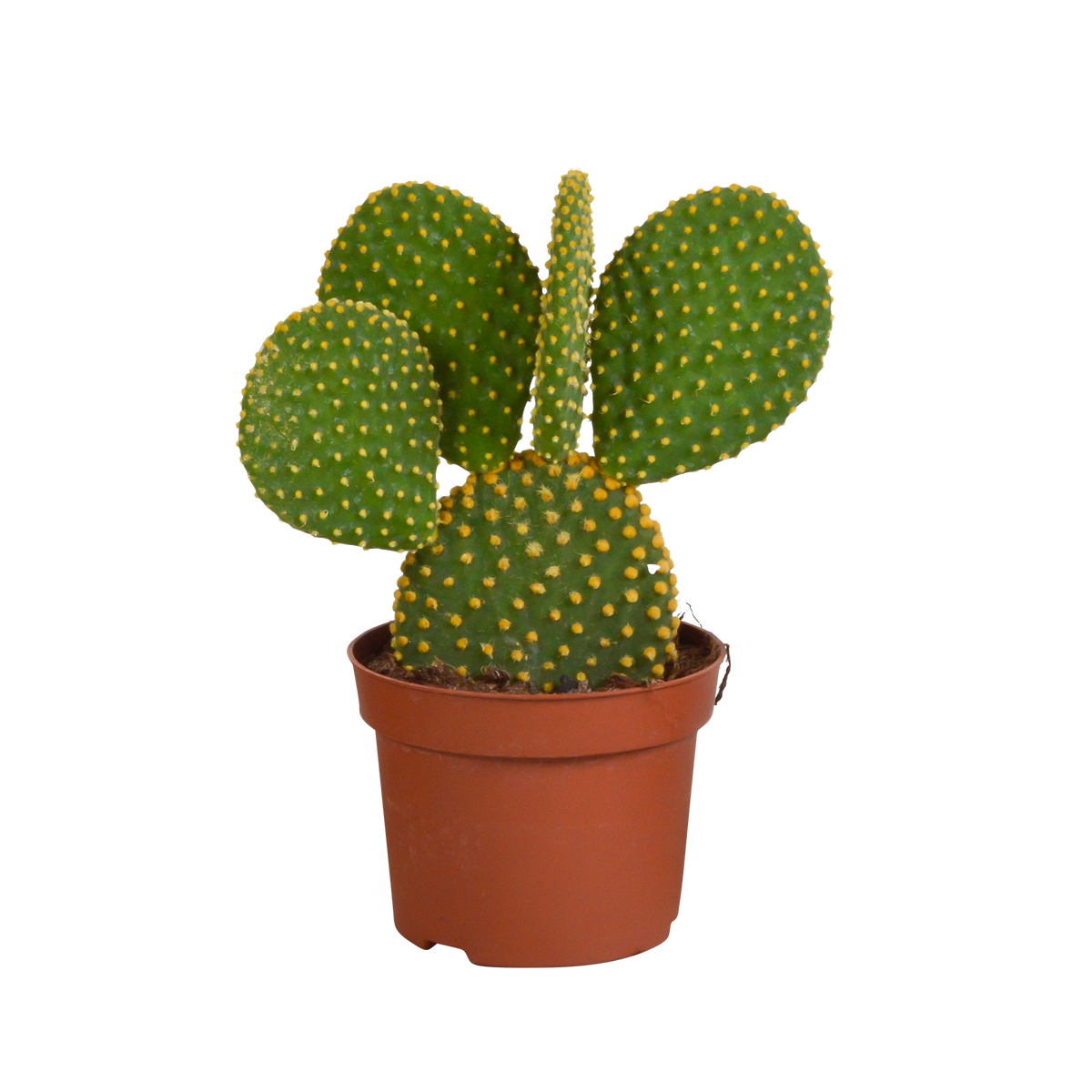 Opuntia microdasys (schijfcactus) zonder sierpot – Ø12 cm, 12 cm hoog