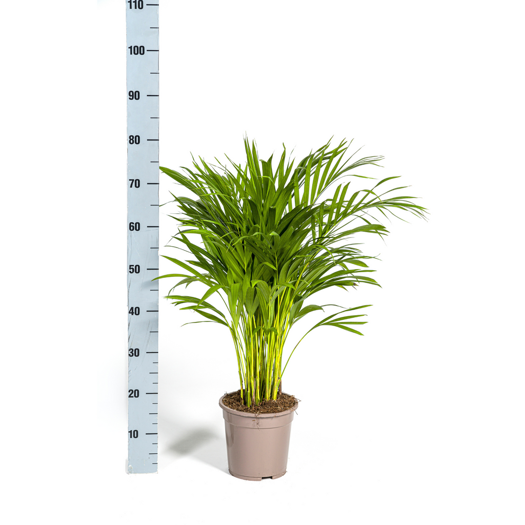 Dypsis Areca Lutescens (goudpalm) – Ø19 cm, 80–100 cm hoog