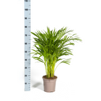 Dypsis Areca Lutescens (goudpalm) – Ø19 cm, 80–100 cm hoog