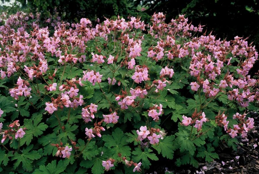 Geranium macrorrhizum 'Ingwersen’s Var.' (Storchschnabel) – 60 Pflanzen, Ø9 cm, 10–25 cm hoch – Bild 5