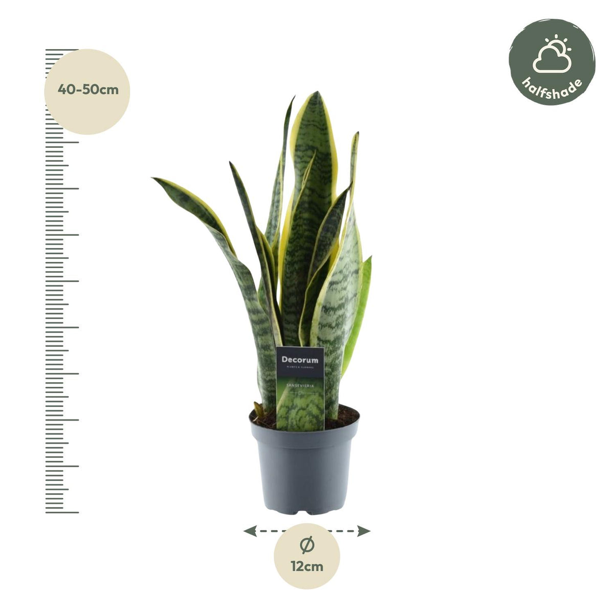 Sansevieria Laurentii (vrouwentong) – Ø12 cm, 45 cm hoog