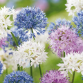 Sierui 'Buzzing Beauties' – 15 bulbes (taille 6/7)