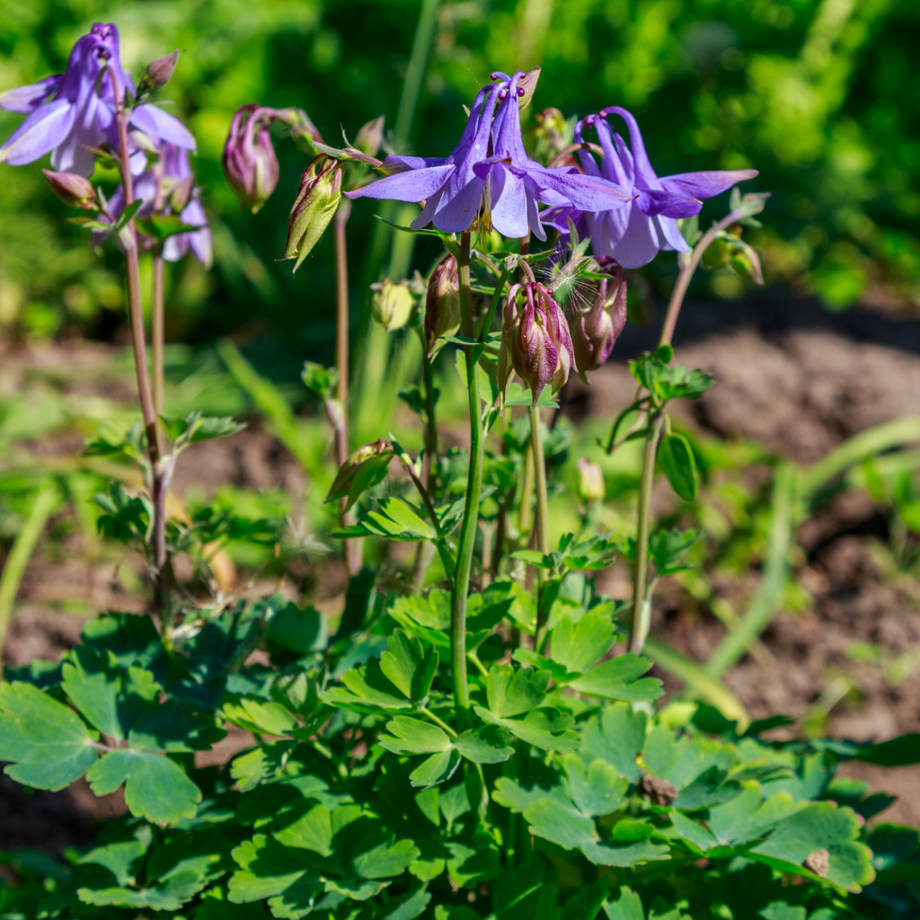 Aquilegia vulgaris (Aronstab) – 12 Pflanzen, Ø 9 cm, 10–25 cm hoch – Bild 8