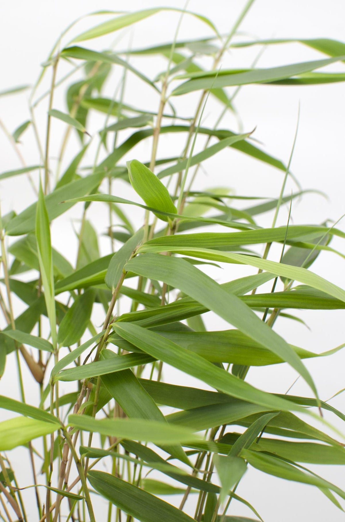 Fargesia robusta 'Pingwu' (bamboo) – Ø14 cm, 40 cm high – photo 3