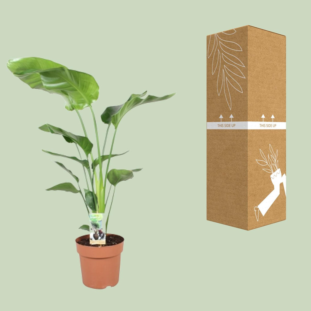 Strelitzia nicolai (oiseau de paradis blanc) – Ø21 cm, 90 cm de haut – photo 3