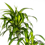 Dracaena Deremensis Hawaiian Sunshine (Drachenbaum) – Ø 27 cm, 170–190 cm hoch
