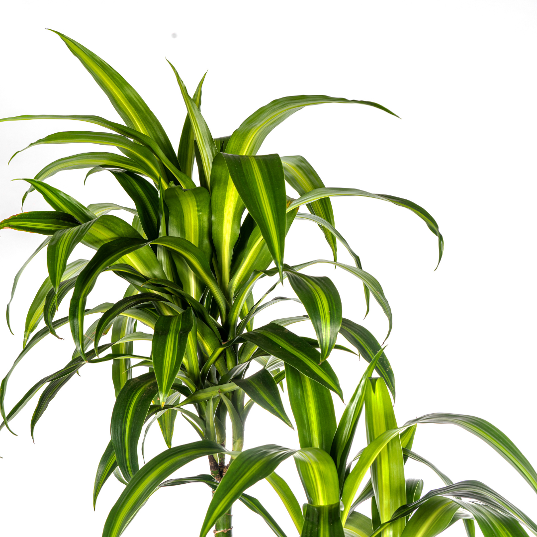 Dracaena Deremensis Hawaiian Sunshine (drakenboom) – Ø27 cm, 170–190 cm hoog