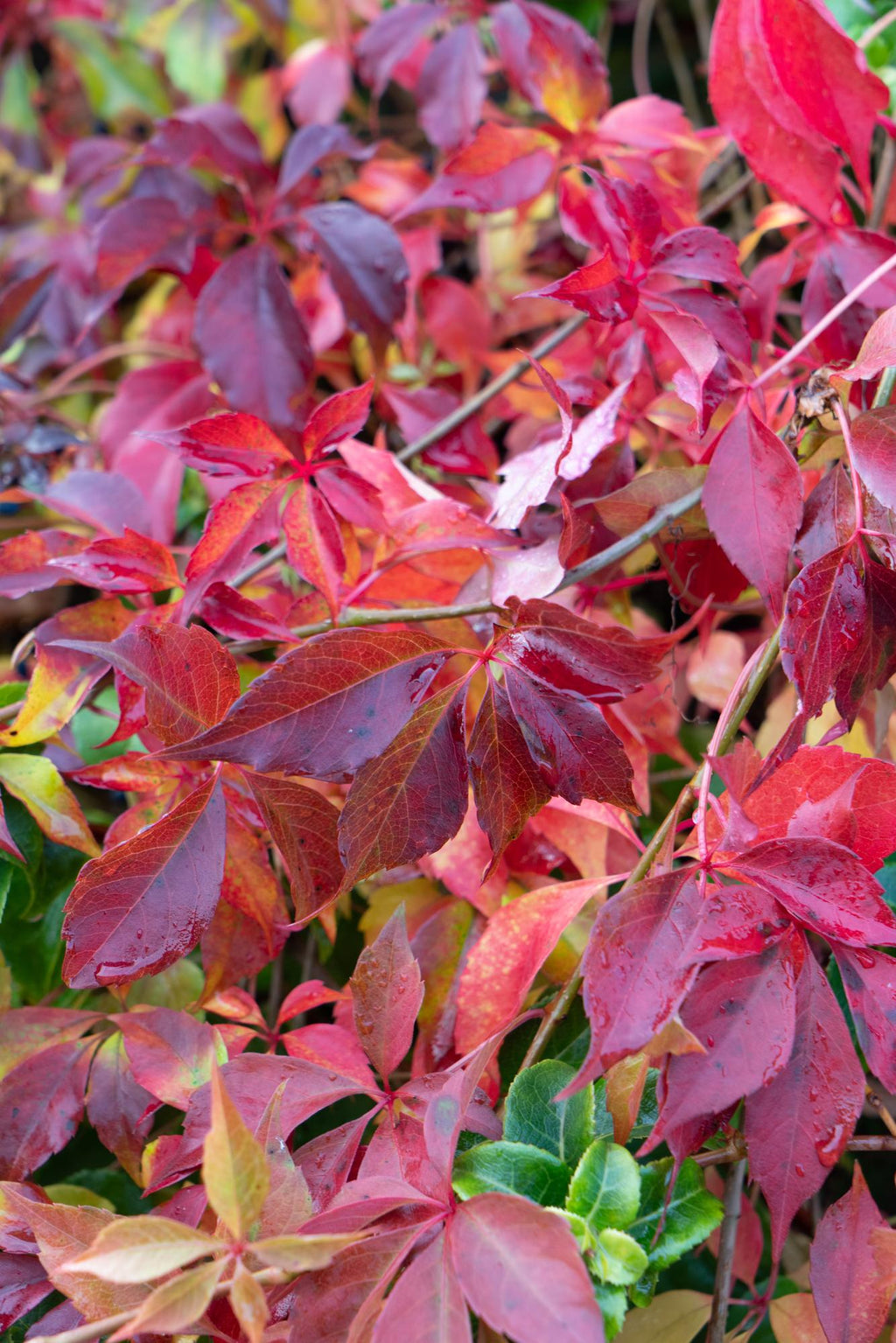 Parthenocissus henryana (Chinese wild grape) – Ø15 cm, 65 cm high – photo 4