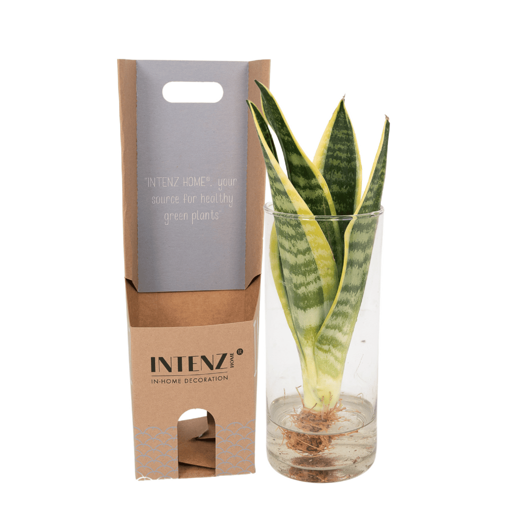 Sansevière en verre cylindrique (Sansevière) – Ø12 cm, 30 cm de haut