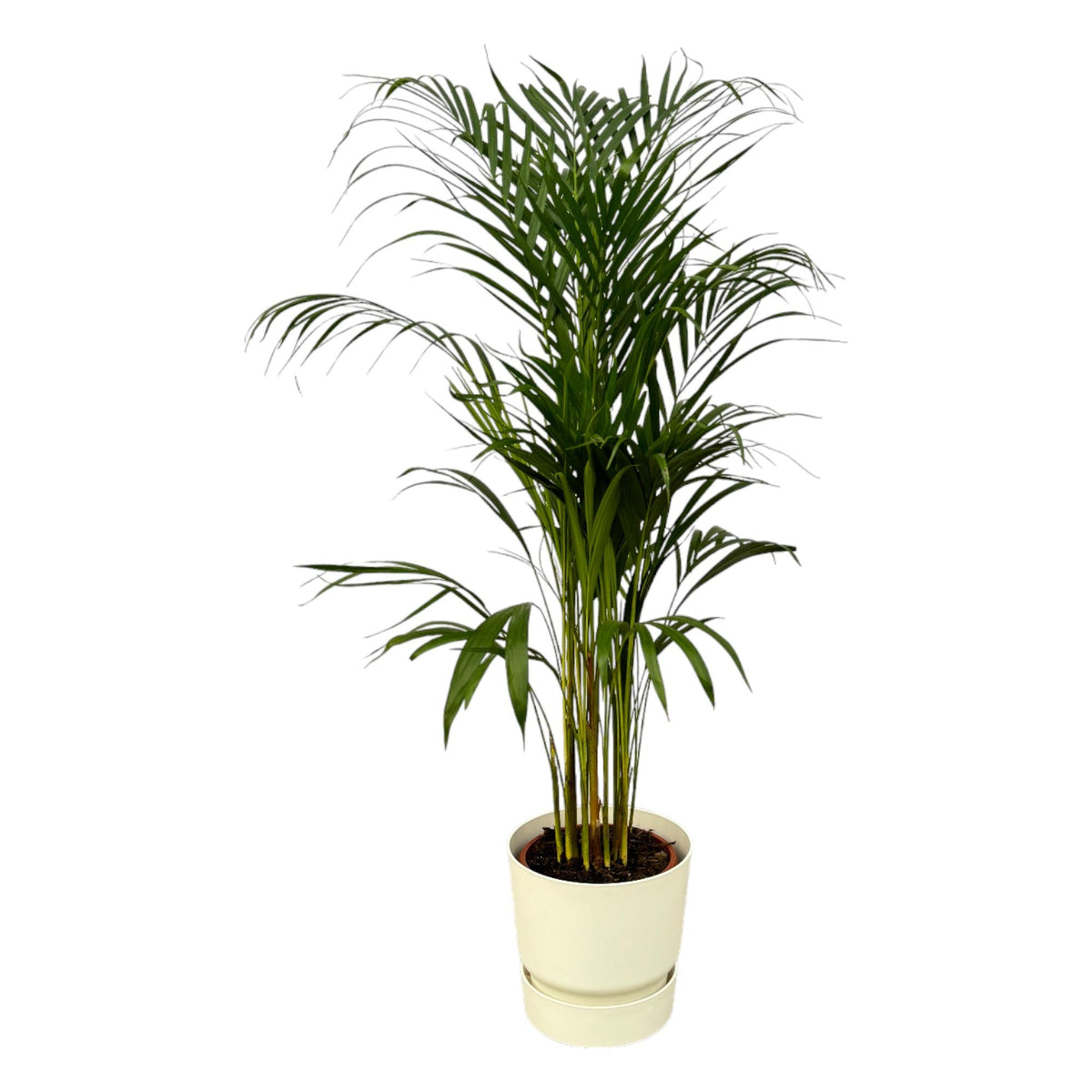 Areca palm (Dypsis) in Greenville Round-sierpot wit – Ø21 cm, 120 cm hoog