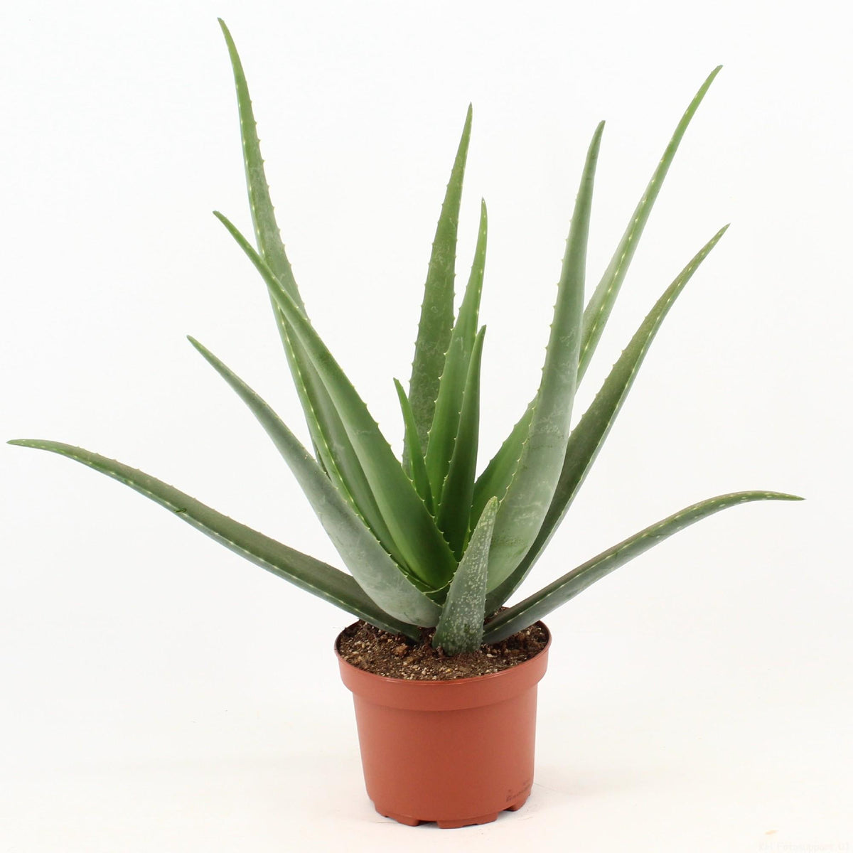 Aloe Vera – Ø19 cm, 70 cm høj – art. 17930