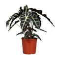 Alocasia Polly (elefantøre) – Ø17 cm, 45 cm høj